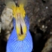 eel_ribbon_bhr_tam_v_0221_bal6040.jpg